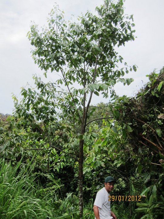 3 yrs Seraya Punai.JPG